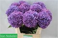 Гортензия-Hydrangea-M Glow Alps Pa-75cm 3659254d-22c2-11ed-0a80-014500136c90