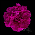 Гвоздика SE-Dianthus SE-Tiepolo Fucsia-FC 36625637-a2fa-11ed-0a80-03ce002bd081