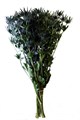 Эрингиум-Eryngium-Azure-60cm-MS 3662cedf-91a9-11ed-0a80-0e170010d5b9