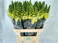 Антирринум-Antirrhinum-Op Yellow--80cm 36643c96-22eb-11ed-0a80-0bc900114144