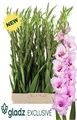 Гладиолус Gr-Gladiolus Gr-Zamora-120cm-200gr 36679259-373e-11ee-0a80-0b92000ae924