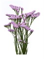 Лимониум-Limonium-Dolce Sun Birds-80cm-95gr 36692493-fc88-11ee-0a80-111500017547
