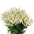 Матрикария-Tanacetum-Pa Single Vegmo-65cm-650gr 366fd0fa-373e-11ee-0a80-0b92000ae927