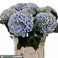 Гортензия-Hydrangea-Verena classic Blauw-80cm 3674b6a7-71b4-11ef-0a80-0d28003cd2fc