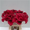Калла-Zantedechia-Captain Redwood-/60cm 367ca5be-4512-11ee-0a80-13bd00514a73