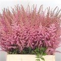 Астильба-Astilba-Erika-70cm 3688b865-71b4-11ef-0a80-0d28003cd306