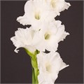 Гладиолус Gr-Gladiolus Gr-Essential-120cm-230gr 368ff518-bfa4-11ec-0a80-0b4c0006bbb2