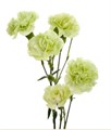 Гвоздика куст-Dianthus Tr-Tuparro-60cm 369c1b9b-fc88-11ee-0a80-11150001754d