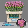 Кампанула-Campanula-M Champion Rose-70cm 369ee644-373e-11ee-0a80-0b92000ae92a