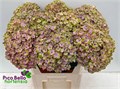 Гортензия-Hydrangea-M Mag Coral Bl--80cm 369f38a8-0533-11ef-0a80-09250015355a