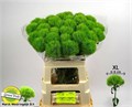 Гвоздика ст-Dianthus st-Barb Green Trick--60cm 05ba5620-bfa4-11ec-0a80-0b4c00068f67