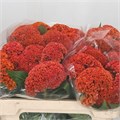 Целозия-Celosia-C Reprise Orange-75cm 36ad1459-bfa6-11ec-0a80-0b4c0008a059