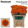Хризантема одн-Chrysant Gr-Bellavista-70cm-70gr 36afc173-22c2-11ed-0a80-014500136c9a