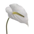 Антуриум-Anthurium-White 36b176c5-2f01-11ef-0a80-171b0013177a