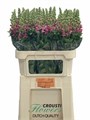 Антирринум-Antirrhinum-Avignon C Rose-75cm 36b6f8d5-e508-11ee-0a80-03d7002f96cf