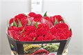 Целозия-Celosia-C Reprise Velvet-75cm 36b7885f-bfa6-11ec-0a80-0b4c0008a062