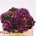 Гортензия-Hydrangea-M Royal King-70cm 36b7f971-fc88-11ee-0a80-111500017550