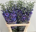 Дельфиниум-Delphinium-Du Skyfall-100cm 36bb7134-373e-11ee-0a80-0b92000ae92d