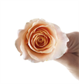 Роза-Rosa-Peach Garden-40cm-AG 05badec6-bfa9-11ec-0a80-0b4c000aeceb