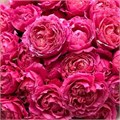 Роза куст-Rosa sp-Julietta Cerise-70cm-Si 36cd2eec-c579-11ed-0a80-07f0001b62fe