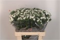 Гвоздика-Dianthus-Barb Breanthus Duke White-55cm 36ce931a-e508-11ee-0a80-03d7002f96d5