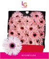 Гербера-Gerbera-Mi Spider Punki Elida Diamond-50cm 36d618b2-373e-11ee-0a80-0b92000ae930