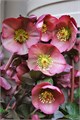 Хеллеборус-Helleborus-Frk Pennys Pink-45cm 36e66d91-373e-11ee-0a80-0b92000ae997