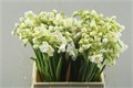 Нарцис-Narcissus-D Bridal Crown (lip)-45cm-30gr 36e7daeb-e508-11ee-0a80-03d7002f96db