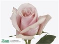 Роза-Rosa-Mother of Pearl-50cm-NR 36ea953f-7e60-11ee-0a80-07760000ec04