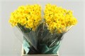 Нарцис-Narcissus-Ta Soleil Dor-52cm-25gr 36f55582-e508-11ee-0a80-03d7002f96e5