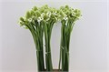 Орнитогалум-Ornitogalum-Saundersiae Holl.-90cm 36fa59a0-373e-11ee-0a80-0b92000ae9fe
