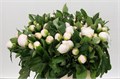 Пион-Paeonia-White Elegance-60cm 3709bdd5-fc88-11ee-0a80-111500017556