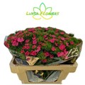 Гвоздика ст-Dianthus st-Barb S Will Pink-60cm 05d14098-bfa4-11ec-0a80-0b4c00068f80