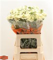 Скабиоза-Scabiosa-At Banana Scoop-55cm 3709b719-373e-11ee-0a80-0b92000aea0d