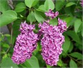 Сирень-Syringia-V Ludwig Spaeth-60cm 3709f023-e508-11ee-0a80-03d7002f96eb