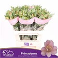 Альстромерия-Alstroemeria-Primadonna--75cm-55gr 37167213-22c2-11ed-0a80-014500136c9e