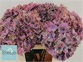 Гортензия-Hydrangea-M Mag Swee Ruby-80cm 371971f6-373e-11ee-0a80-0b92000aea16