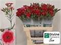 Гвоздика куст-Dianthus Tr-Sem-60cm 3727d03a-22c2-11ed-0a80-014500136ca1