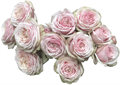 Роза куст-Rosa sp-Tendresse--60cm-RS 372a6512-2abf-11ed-0a80-0006000e3d6d