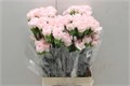 Гвоздика ст-Dianthus st-Joyce-75cm 372fcc5f-22c2-11ed-0a80-014500136ca4