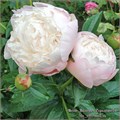Пион-Paeonia-Mary Nicholls-PN 373081db-5f3f-11ed-0a80-022000074bee