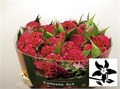 Целозия-Celosia-C Act Rima-75cm 373f0d36-bfa6-11ec-0a80-0b4c0008a0d0