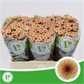 Хризантема сант-Chrysant sant-Calimero Apric-55cm-850gr 374638cd-22c2-11ed-0a80-014500136caa