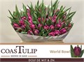 Тюльпан-Tulip-Du World Bowl-40cm-40gr 374d3a9d-e508-11ee-0a80-03d7002f96ee