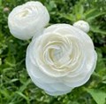 Ранункулус-Ranunculus-Amandine White-45cm-MR 37522ab0-d9a6-11ef-0a80-094a001092d9
