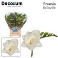 Фрезия-Freesia-Belleville-50cm-23gr 375537e9-22c2-11ed-0a80-014500136cad