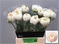 Ранункулус-Ranunculus-Su Hanoi-45cm-55gr 3759fba4-bfa5-11ec-0a80-0b4c0007b79f