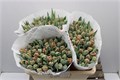 Тюльпан-Tulip-Du Orange Princes-36cm-37gr 375c97c5-22c2-11ed-0a80-014500136cb0