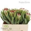 Протея-Protea-Esme--50cm 375e1ad4-0532-11ef-0a80-014d0014e92d