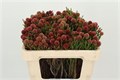 Каапс-Kaaps-Cluster Star-50cm 375ec2f6-373e-11ee-0a80-0b92000aea43